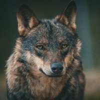 Fernando🐺 (@fernanditorl) 's Twitter Profile Photo Fernando🐺 (@fernanditorl) 's Twitter Profile Photo