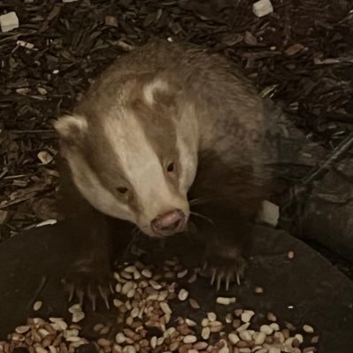 I have badgers 🦡 and foxes 🦊 visiting my garden 🪴