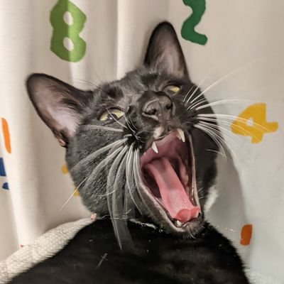「@catcafemfmf」様より
2021.11.27 さきおランド(イチロー)お迎え
2022.12.24 やまだランド(山田) お迎え
