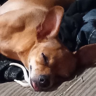 ☆ミArtist (who rarely post's)
.ᐟ⭑21⭑.ᐟ
⊹ ࣪ ˖🇲🇽🇺🇸˖ ࣪ ⊹