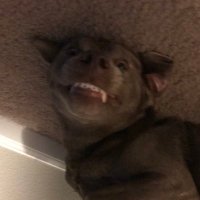 Gameface (@ggameface) 's Twitter Profile