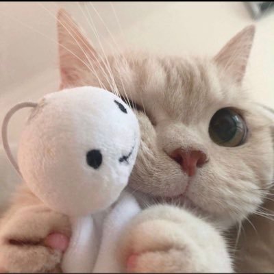 Simpさんのプロフィール画像