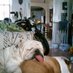 Bulldog Mom (@maxfieldhope) Twitter profile photo Bulldog Mom (@maxfieldhope) Twitter profile photo