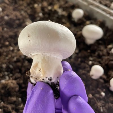My name is Nicholas Gabel.I am a graduate student at PSU studying Plant Pathology and Environmental Microbiology. I specialize in Agaricus bisporus research🍄🦠