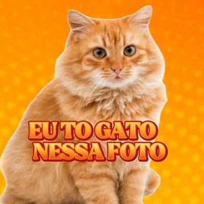 Página dedicada aos Gatinhos mais lindos da internet 🐈