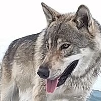 ショコ&杏寿郞🐺 (@jump2113) 's Twitter Profile