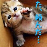 白猫おやかた (@oyakata0609) 's Twitter Profile Photo