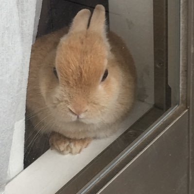 XILFcN26Mu9NVxP's profile picture. ネザーランドドワーフ メス キラたん💕元の飼い主さんが、飼う事ができなくなり我が家の一員になったのが、2021年3月13日です。その日を誕生日にしました。一員になった時は3歳と聞いております。 仲良くしてもらえると嬉しいです。(๑˃̵ᴗ˂̵)