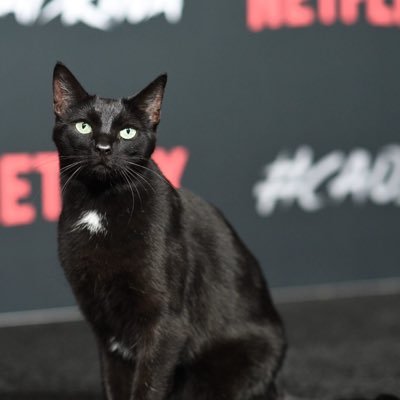 catopipope's profile picture. La confianza se gana, el respeto se da, la lealtad se demuestra. La traición a alguno de los 3 hace perder a todos