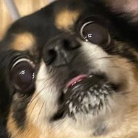 はむ (@ccrrhamu1120) 's Twitter Profile
