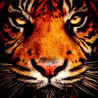 Patrick Hayes (@pathayes1325) 's Twitter Profile Photo