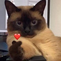 Esquizo_apreciator (@esquizoide_pk) 's Twitter Profile