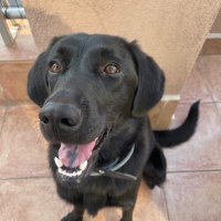 Среќноразведениот_несречник (@phronyy) 's Twitter Profile