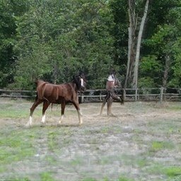 Shannon01842017's profile picture. 调解员,Talent wins games, but teamwork and intelligence wins championships.