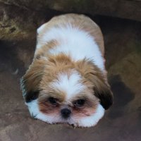 HMT (@solisolidon) 's Twitter Profile Photo HMT (@solisolidon) 's Twitter Profile Photo