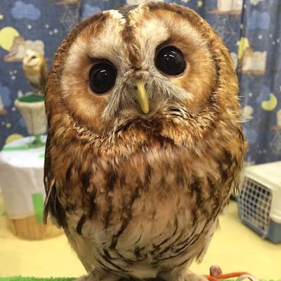 フクロウです🦉大阪でお笑いライブに出ています🦉是非ライブを観に来てください🦉連絡待ってます🦉