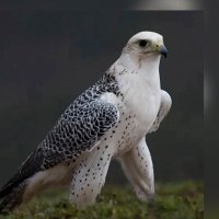 (الفارس) (@alfaris_ta) 's Twitter Profile
