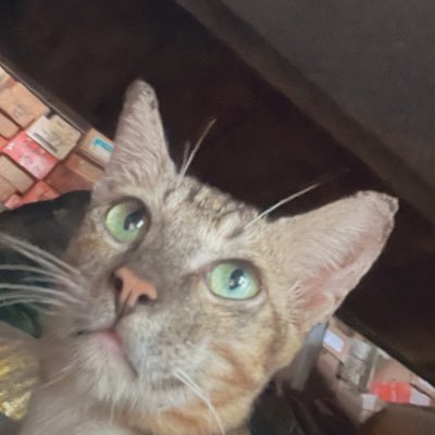 广铁广段飞驰的DF11Gさんのプロフィール画像