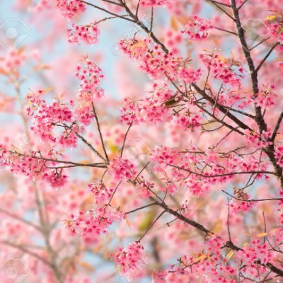 Joy23_aquabelle's profile picture. 