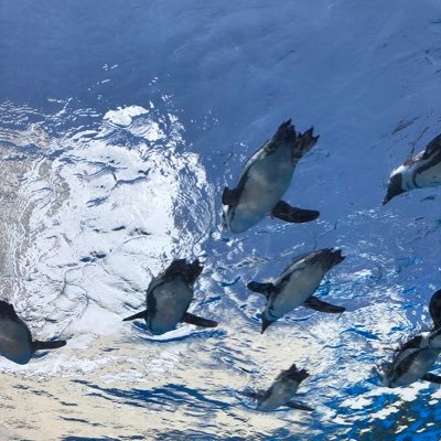 3歳児を抱えたワーママ。豊島区在住。文京区と豊島区の境目に住んでいます。実家は埼玉ですが、父が転勤族だったため出身と言われると微妙。豊島区文京区の方フォローさせてください🥺