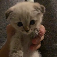 beratmuren (@jesterhubbbb) Twitter profile photo