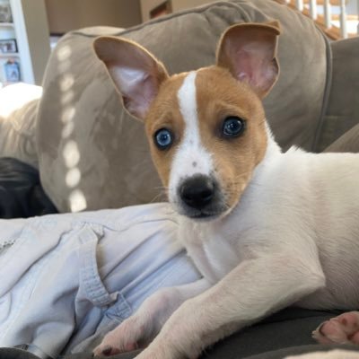 ChickenChoker8's profile picture. South Carolina. i follow back real accounts. I always joke. always. I like stuff. absolutely no personal messages. DM = instant block. followed by James Woods