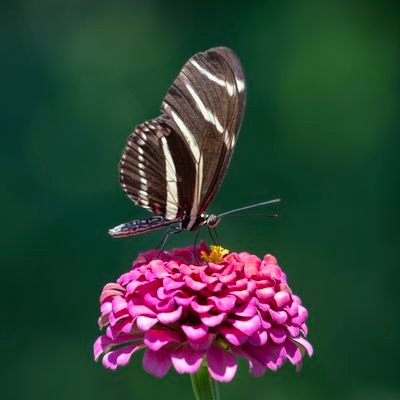 The Kaleidoscope Garden