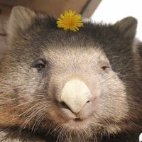 タヌダ タヌミン (@tanuda_tanumi_) 's Twitter Profile Photo タヌダ タヌミン (@tanuda_tanumi_) 's Twitter Profile Photo