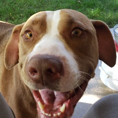 No such thing as pitbull! Loving  Staffordshire Terriers! https://t.co/lQKufocAgR  Jim Cramer of CNBC Invest Club will bankrupt you Love Tribal Bye X