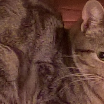 CarolineBessem3's profile picture. Muy tranquilo y complaciente, eso si, directo y sincero.