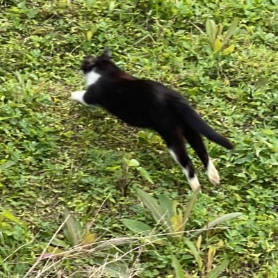 nekokaitai_oji3's profile picture. 自由になって猫飼いたいです