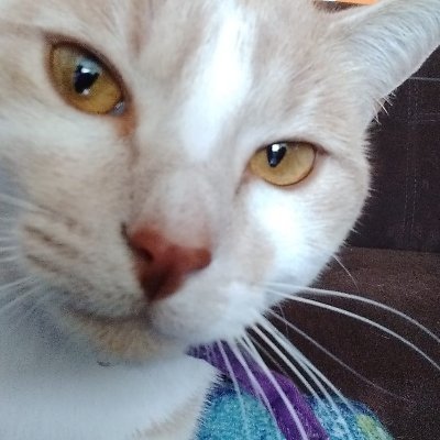 IsraelFgueroa's profile picture. 