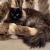 Holmedale Cats (@holmedalecats) Twitter profile photo Holmedale Cats (@holmedalecats) Twitter profile photo