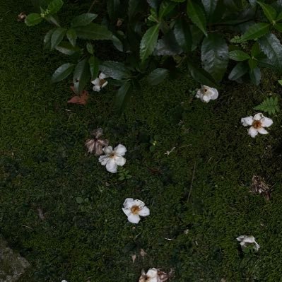 serisan11286281's profile picture. 