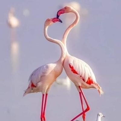 عاطف الجندى
احب الهدووووووووء ، القراة، التعلم ،احب أن أكون مميز ،لست متكبرا ولكنى واثق من نفسى
أساعد غيرى واقدم النصيحه للجميع