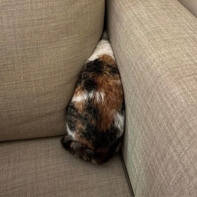 sofa crack cat