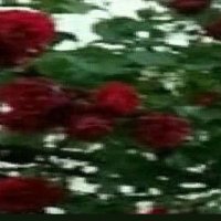 Vesile.H12 (@vesilehosbas) 's Twitter Profile