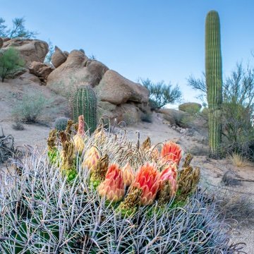 Professor of Medicine, Transplant/Oncology Infectious Diseases physician @UAZDivID, Associate Program Director @UAZTucson_IMRes, @UAZMedicineEdu