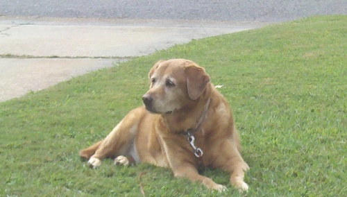 labgolden Profile Picture