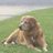 labgolden (@labgolden) Twitter profile photo