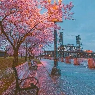 DanielViolet10's profile picture. 
