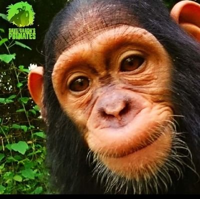 Save Gabon's Primates est une association de protection de l'environnement et de défense des primates.