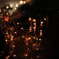 Dikshalee Bassi (@dikshaleeb) 's Twitter Profile