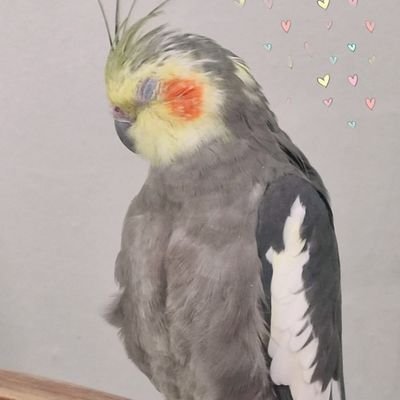 Likes wildlife, nature, nice people. 
Huge Bookworm, love reading 📖
Has a crazy cockatiel called Squeak.
Suffer from an #anxiety disorder. #mentalhealthmatters