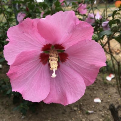 kieuthetrillion's profile picture. My first ever social app.