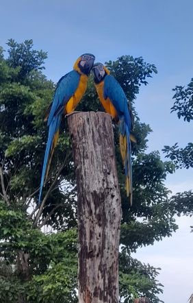 Médico veterinario zootecnista, técnico en análisis y programación de sistemas. Amante de la naturaleza y los paisajes...