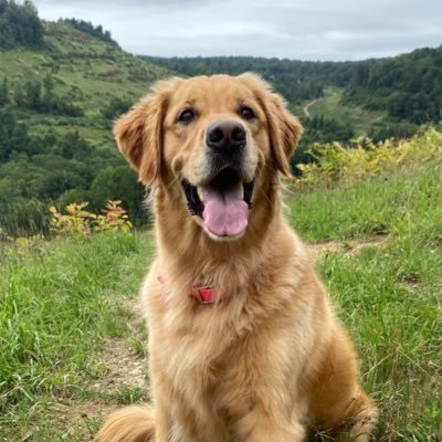 Golden Retriever 🐾 3 years old