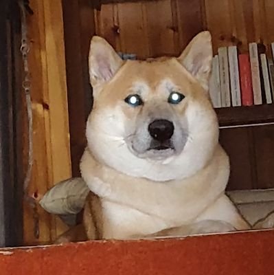 anonymousCow4rd's profile picture. biodegradabile, networking acrobatico, faccio wlan con l'imbragatura, in caso di emergenza chiamare un altro... Io ho da fare e devo sopravvivere ... bau 🐕