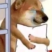 大白菜 (@dbici1) 's Twitter Profile