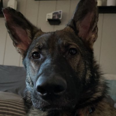 dbsgolf's profile picture. dogs. beer. sports just trying to not take myself seriously
